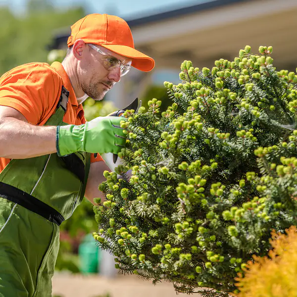Tree & Shrub Care Process