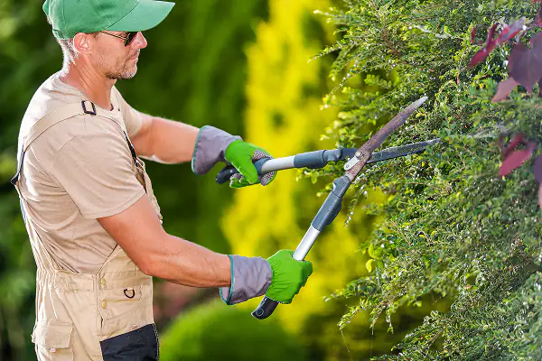 Tree & Shrub Care